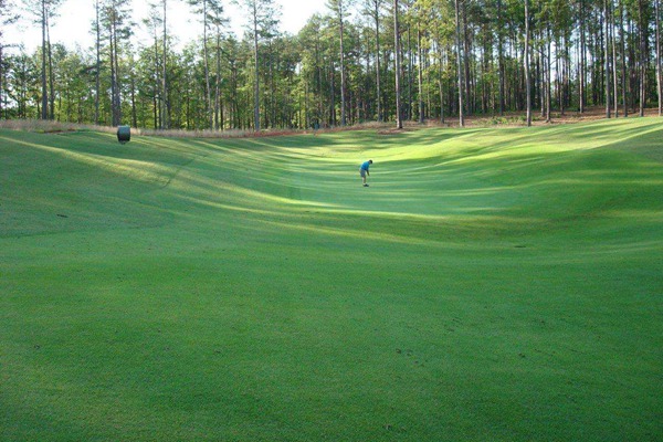 日本結(jié)縷草種子 日本結(jié)縷草種子