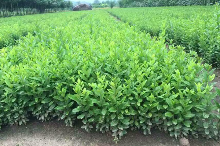 水蠟樹(shù)苗 水蠟樹(shù)苗