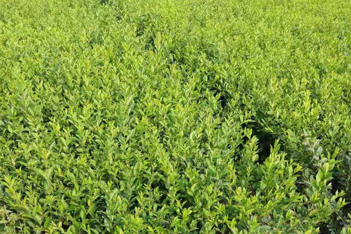 水蠟樹(shù)苗 水蠟樹(shù)苗