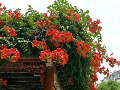 凌霄花什么時(shí)候開花(凌霄花的花期)