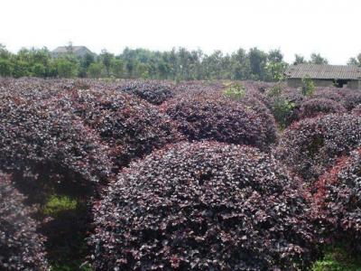 紅花檵木價(jià)格，紅花檵木價(jià)格是多少