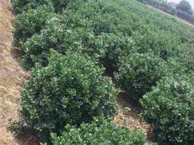 構(gòu)骨球基地,構(gòu)骨球哪里有賣