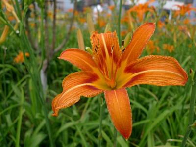 常綠萱草和大花萱草的區(qū)別，大花萱草和萱草的區(qū)別