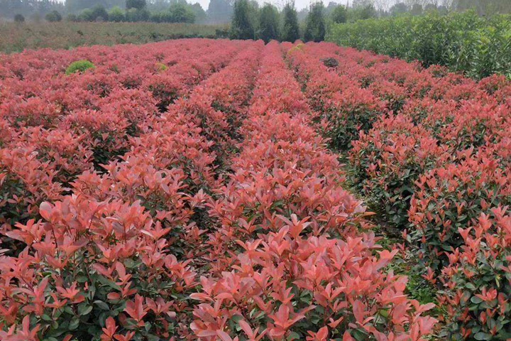 <a href=https://www.tengbenyueji.com/tsmm/122.html target=_blank class=infotextkey>紅葉石楠球</a> 紅葉石楠球