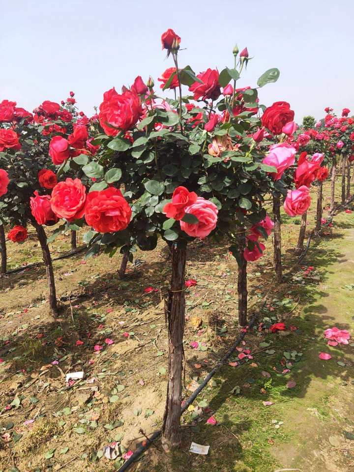 樹狀月季多少錢一棵 樹狀月季多少錢一棵