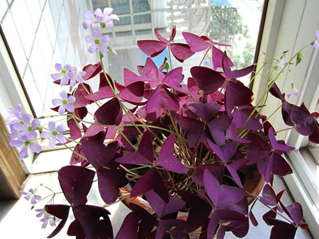 酢漿草養(yǎng)護(hù)的光照要求 酢漿草養(yǎng)護(hù)的光照要求