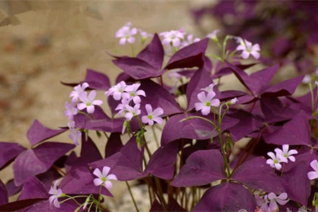 酢漿草養(yǎng)護(hù)的澆水要求 酢漿草養(yǎng)護(hù)的澆水要求