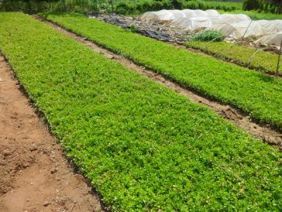 瓜子黃楊怎么養(yǎng)，瓜子黃楊怎樣繁殖