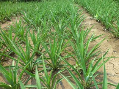 劍麻多久開一次花，劍麻多少年開一次花