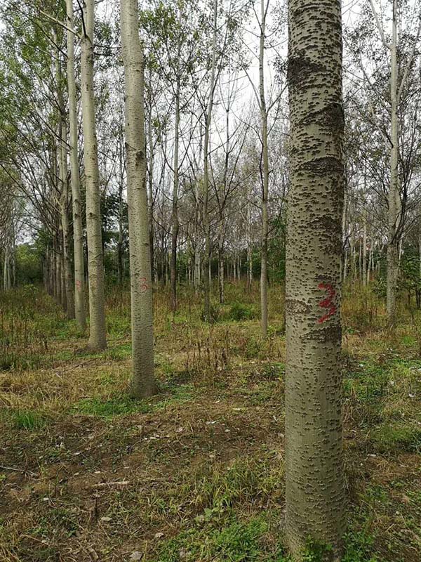 楊樹圖片 楊樹圖片