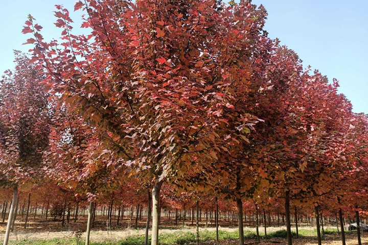 美國(guó)紅楓樹(shù)的市場(chǎng)價(jià)格
