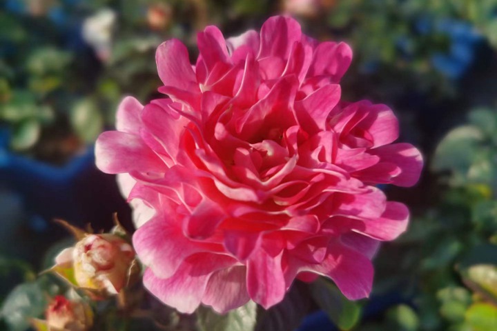 地被月季 地被月季