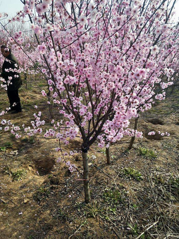 美人梅是喬木還是灌木 美人梅是喬木還是灌木