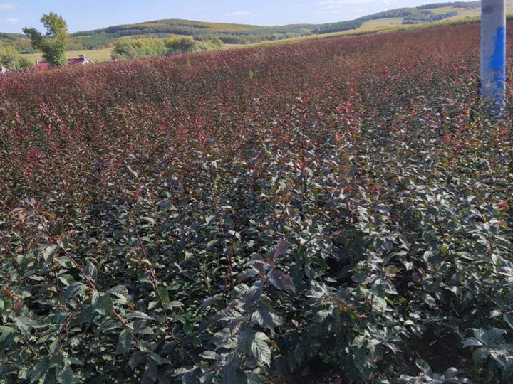 榆葉梅樹(shù)苗價(jià)格，榆葉梅小苗價(jià)格