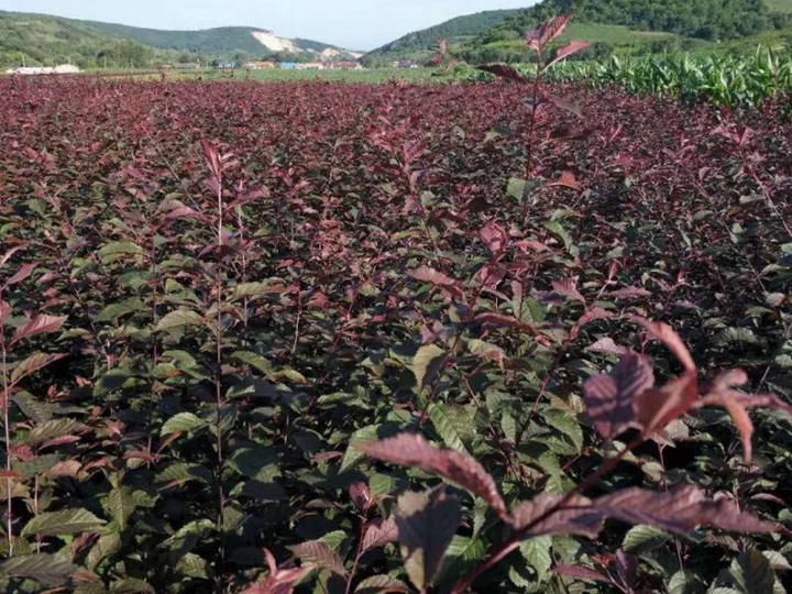 榆葉梅樹(shù)苗價(jià)格，榆葉梅小苗價(jià)格