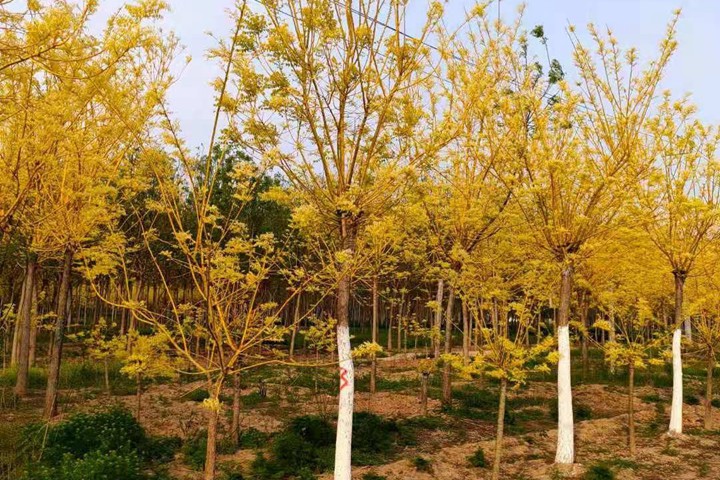 黃金槐 黃金槐