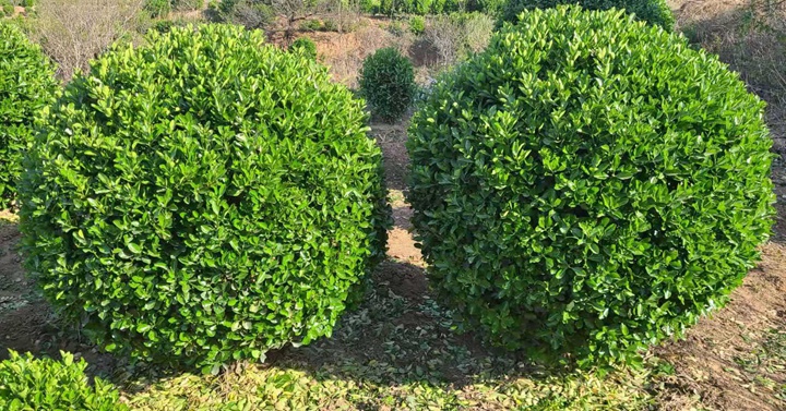 冬青衛(wèi)矛 冬青衛(wèi)矛