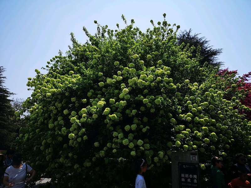 中華木繡球(斗球) 中華木繡球(斗球)