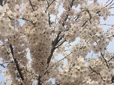 日本櫻花樹什么時(shí)候開花？花期多久？