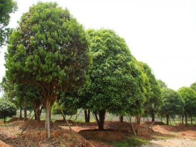 桂花樹苗圃中如何挑選好的樹苗？