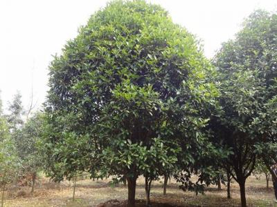 二十公分桂花樹市場參考價格是多少？