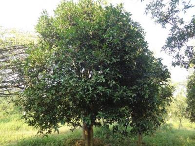 桂花樹(shù)苗多少錢(qián)一顆？