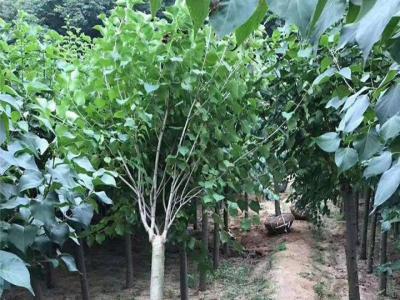 丁香樹有幾個(gè)品種，丁香樹哪個(gè)品種好