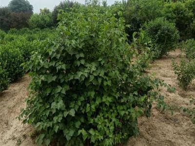 丁香樹怎么修剪養(yǎng)護