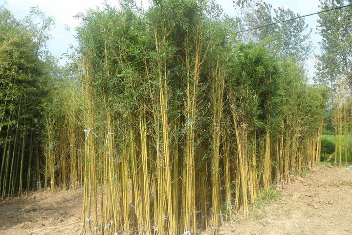 1670583414925083.jpeg 6fc36991fc9fb02e16dde0b5a8334abd.jpeg