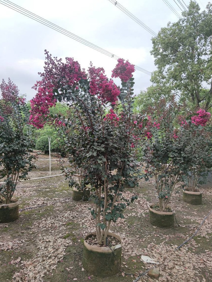 1671586407887378.jpeg 5b739a009e404bf460c22eb9217e70e2.jpeg