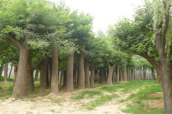 1686452156777404.jpg 8739a8b806776e9022ce8a9616ddb2b1_1552656347183296.jpg