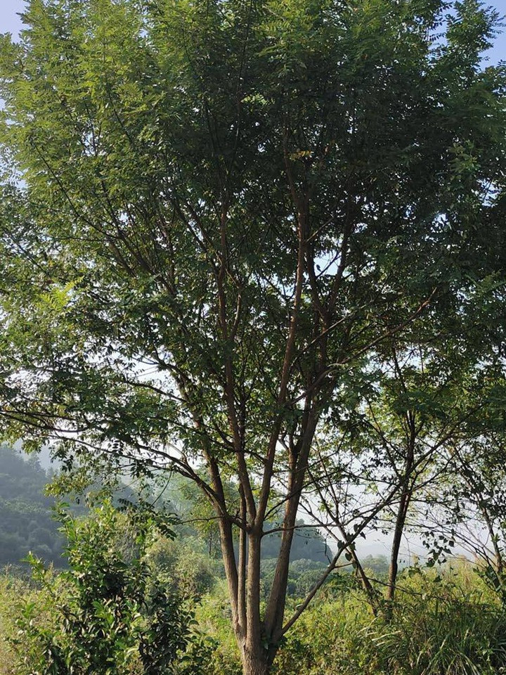 1686452222993755.jpg ffa8523f625dfcbc9ae54fa50fec76ac_1646798275986998.jpg