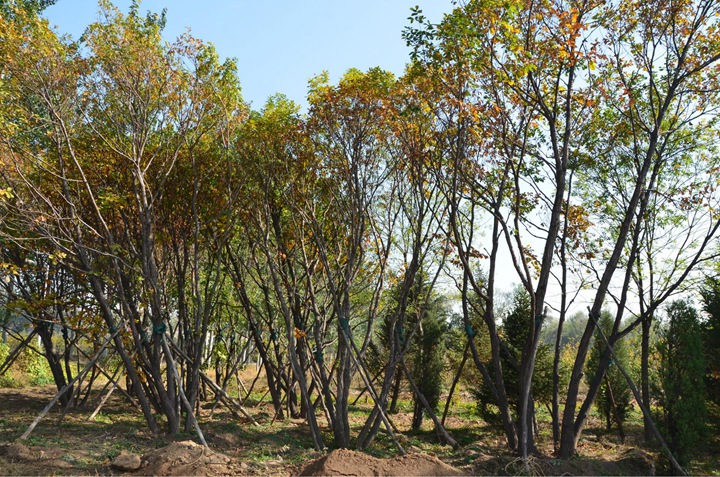 1686452692426519.jpg 89de917e92e74314ebad0a1d2514f0c4_1646896685680226.jpg