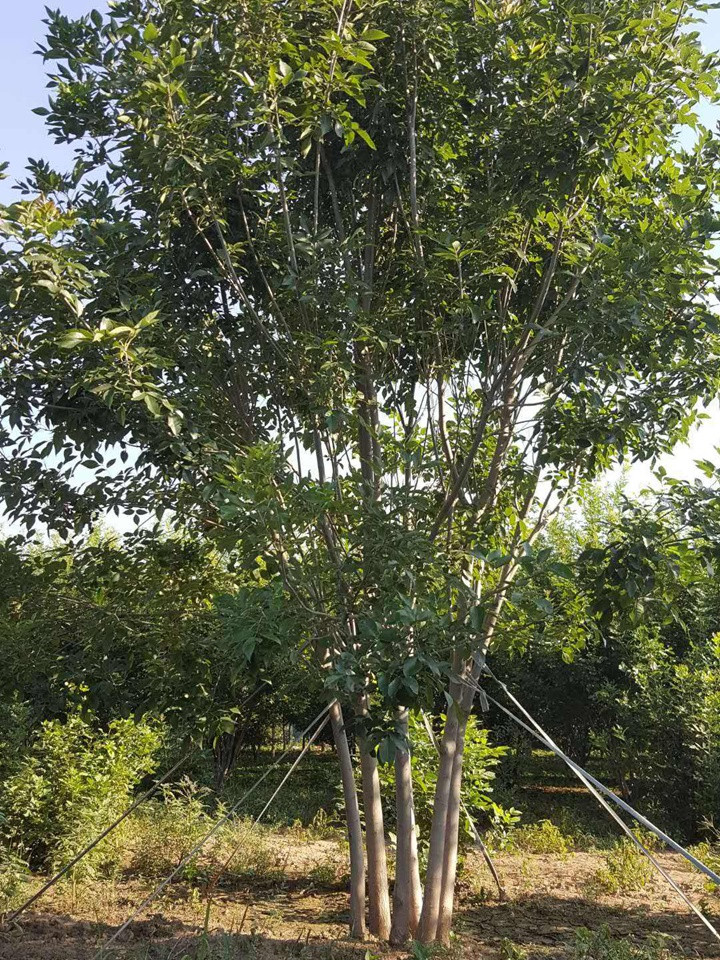 1686455276974143.jpeg a8dbb54d3b149978b56a27b23aa4b653_1660179909923470.jpeg