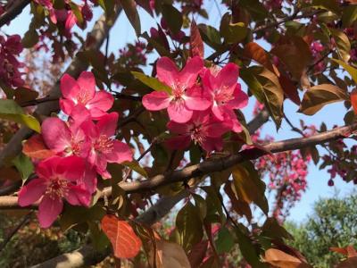 北美海棠耐寒零下多少度