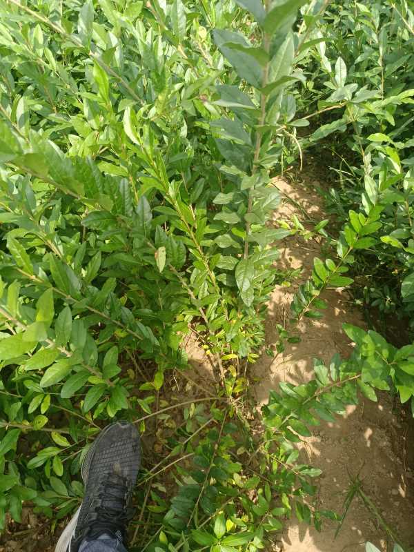 1730444575239150.jpg IMG_20220917_114758.jpg