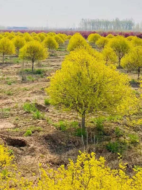 1730785767438770.jpg 35.jpg