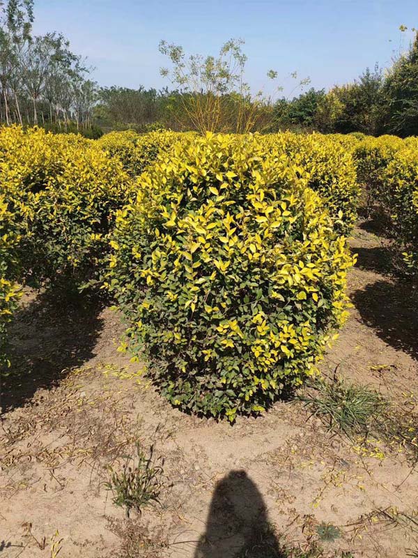 1730785955609521.jpg 33.jpg