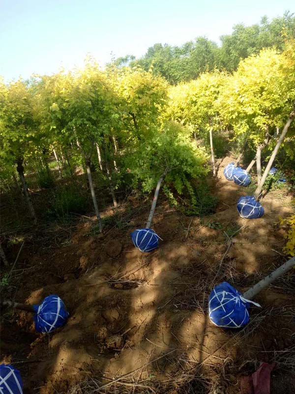 1730786681299665.jpg 26.jpg