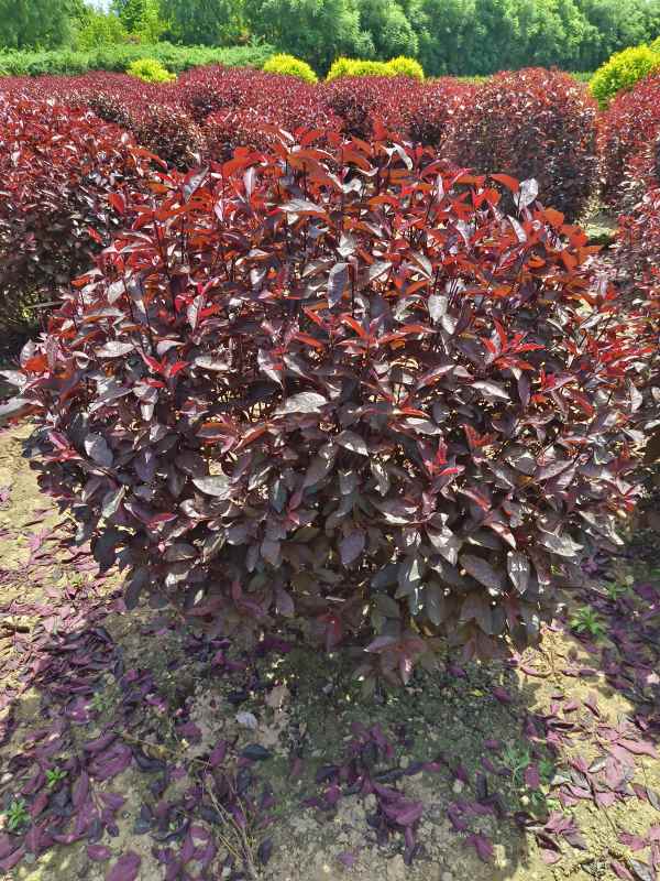 1731911173750348.jpg IMG_20230507_114043.jpg