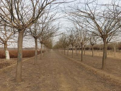 種植國(guó)槐樹(shù)需要花費(fèi)多少時(shí)間和精力呢