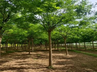 園林綠化新風(fēng)尚:國(guó)槐樹(shù)的魅力與栽培技巧