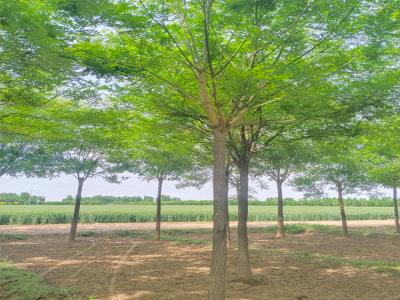 如何判斷國(guó)槐樹(shù)是否要換樹(shù)冠呢