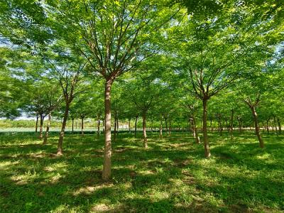 國(guó)槐樹(shù):城市園林綠化的優(yōu)選樹(shù)種