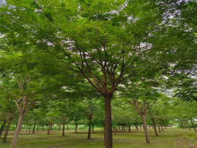 紅槐和普通國(guó)槐有什么區(qū)別