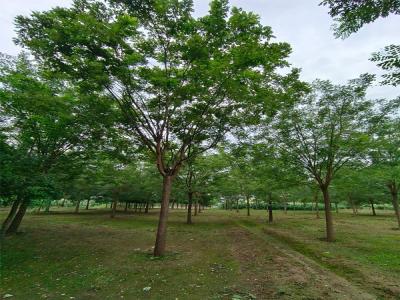 國(guó)槐樹(shù)種植:生態(tài)與經(jīng)濟(jì)效益的雙贏選擇