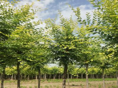 國(guó)槐樹(shù)種植:從選苗到管理的全方位解析