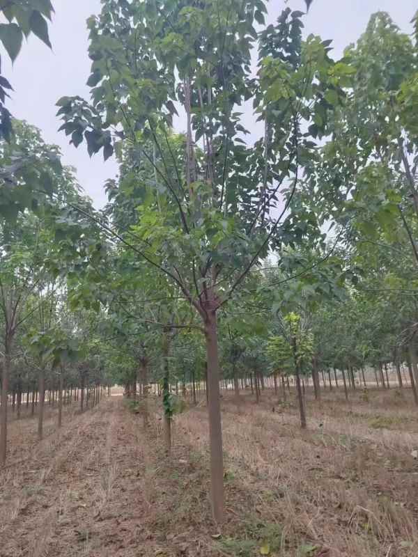 1733641577899642.jpg mmexport1700013588041.jpg