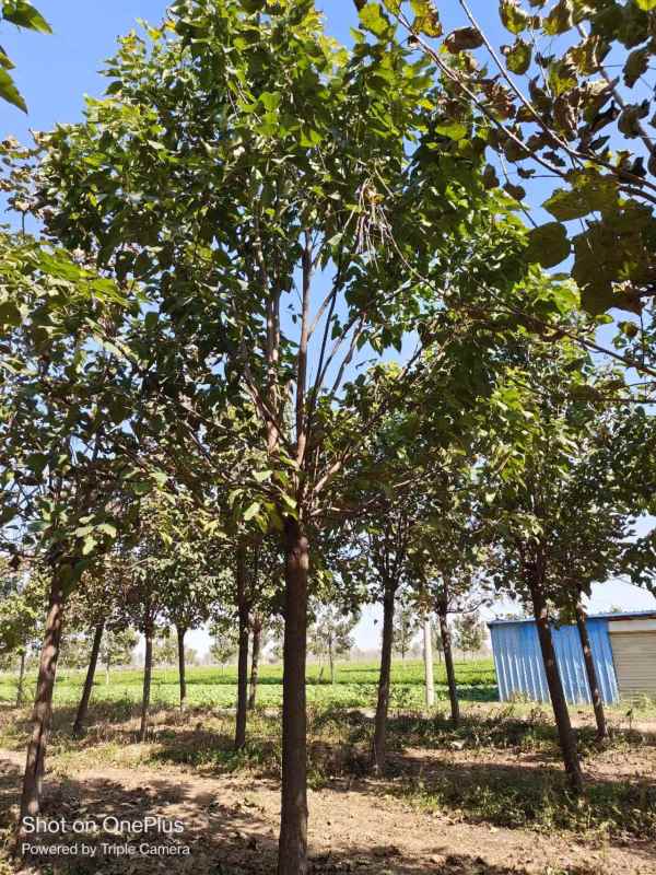 1733641711741989.jpg mmexport1700357527095.jpg