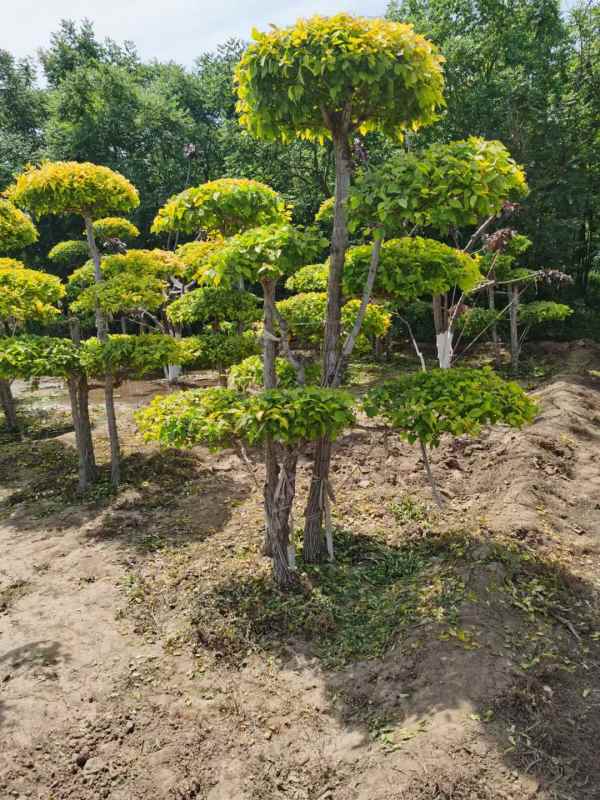 1733975038849178.jpg mmexport1634193441775.jpg